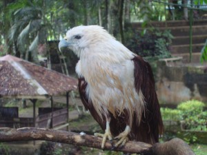Philippine Eagle in Davao City