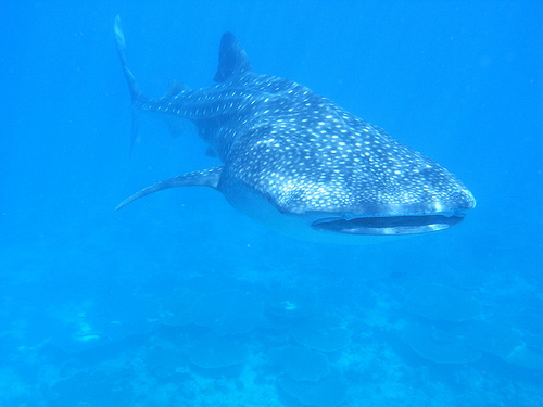 whale shark philippines. whale shark